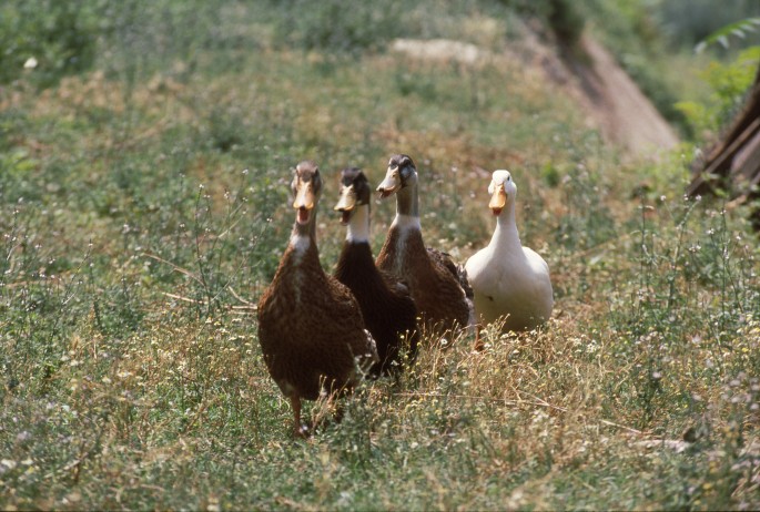 PERCORSO-NATURALISTICO