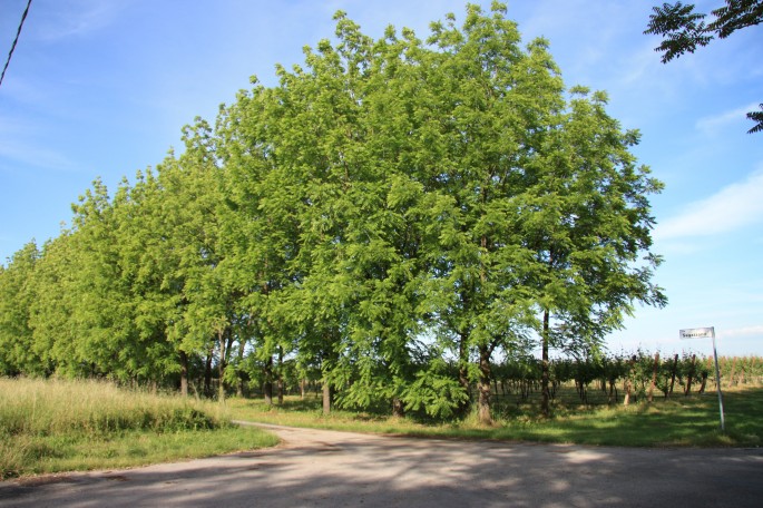 Fattoria-Federici